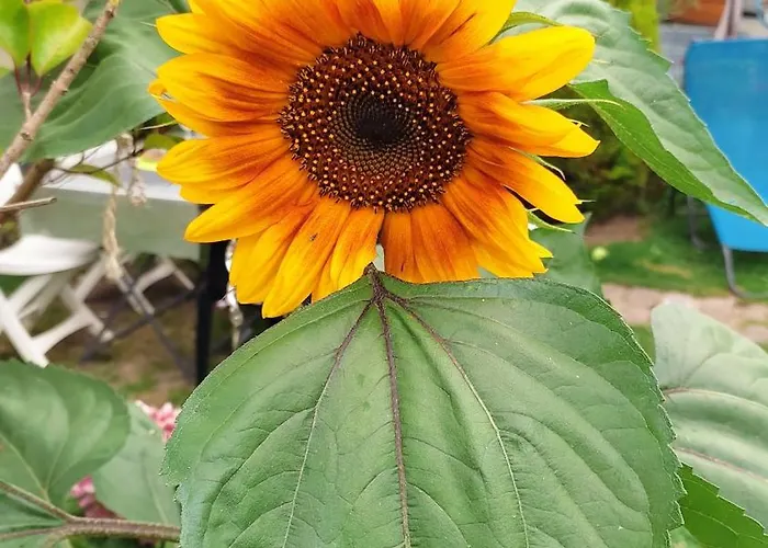 Un Deux Pieces Et Un Jardin A Villejuif