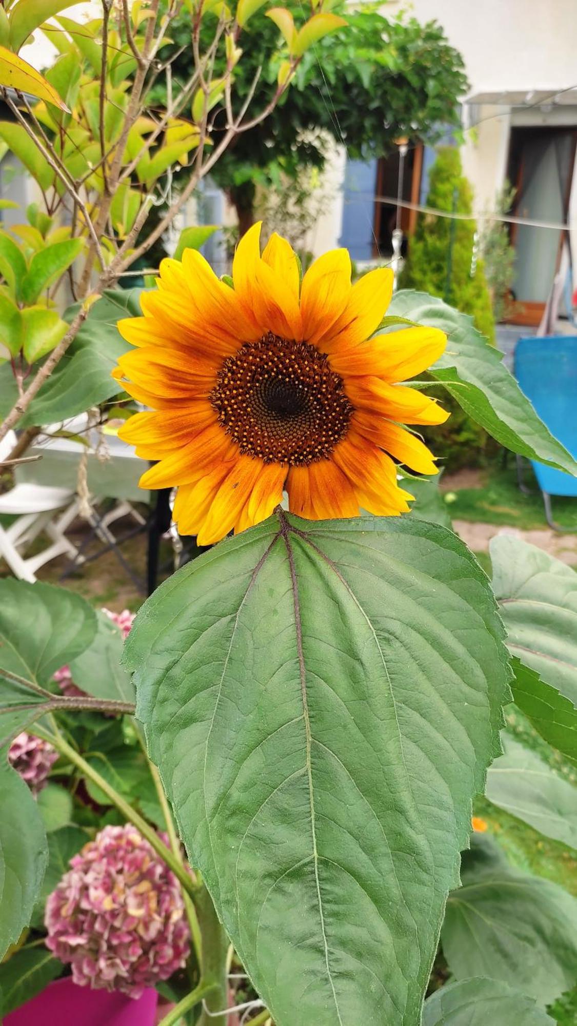 Un Deux Pieces Et Un Jardin A Appartement Villejuif